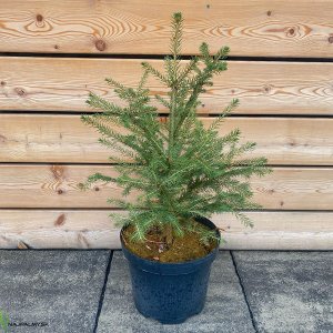 Picea Abies, Smrek obyčajný ´EXCELSA´ kont. C7.5L, výška: 40-60 cm (-34°C)